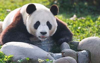 罕见一幕！野生大熊猫为领地与羚牛“对峙” 结果大熊猫主动撤退